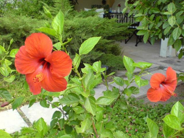 Comfortable Garden Apt Near Vouliagmeni Beach Atenas Exterior foto